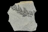 Pennsylvanian Fossil Fern (Pecopteris) - Kentucky #112687-1
